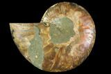 Agatized Ammonite Fossil (Half) - Madagascar #116803-1